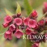 Pulmonaria 'Raspberry Splash' PBR