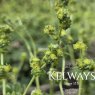Alchemilla alpina L. (9cm pot)