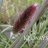 Pennisetum thunbergii 'Red Buttons' (3 litre pot)