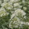 Centranthus ruber 'Snowcloud'
