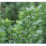 Euonymus japonicus 'Green Spire'