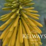Kniphofia rooperi