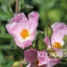 Cistus x argenteus 'Silver Pink'
