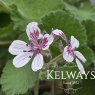 Erodium pelargoniiflorum