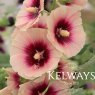 Alcea rosea 'Halo Apricot' (Halo Series) (9cm pot)
