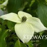 Cornus kousa var. chinensis 'Great Star'