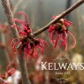 Hamamelis x intermedia 'Ruby Glow'