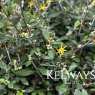 Corokia 'Clover'