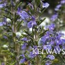 Rosmarinus officinalis 'Blue Lagoon'