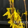 Forsythia x intermedia 'Spectabilis'
