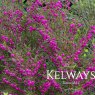 Boronia heterophylla (3 litre pot)