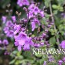 Prostanthera rotundifolia (3 litre pot)