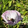 Papaver rhoeas Mother of Pearl Group