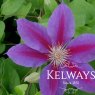 Clematis ANNA LOUISE ('Evithree' PBR) (EL)