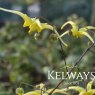 Epimedium 'Spine Tingler'
