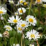 Bellis perennis (9cm pot)