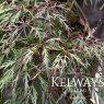 Acer palmatum 'Baldsmith'