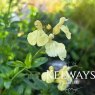 Salvia 'Lemon Pie'