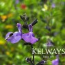 Salvia 'Violin Music'