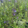 Salvia 'Violin Music'