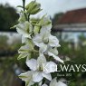 Delphinium consolida 'White King'