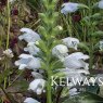 Physostegia virginiana 'Crystal Peak White'