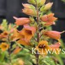 Digitalis x valinii 'Firecracker'