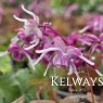 Epimedium grandiflorum 'Purple Pixie' PBR