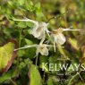 Epimedium grandiflorum var. higoense 'Bandit' (9cm pot)