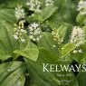 Maianthemum canadense (2 litre pot)