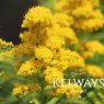Solidago 'Goldkind'