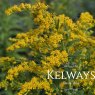 Solidago 'Goldkind'
