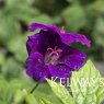 Geranium nodosum 'Fielding's Folly' (2 litre pot)