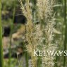 Stipa pseudoichu