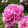 Paeonia 'Doctor Alexander Fleming'