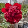 Paeonia 'Christmas Velvet'