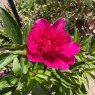 Paeonia 'Purple Spider'