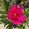 Paeonia 'Purple Spider'