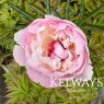 Paeonia 'Eden's Perfume'