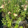 Salvia 'La Mancha'
