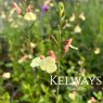 Salvia 'La Mancha'