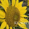 Helianthus annuus PACINO GOLD (Pacino Series)