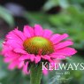 Echinacea DELICIOUS CANDY ('Noortdeli' PBR) (d)