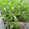 Penstemon Thorn