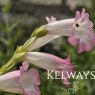 Penstemon 'Thorn'