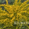 Solidago canadensis