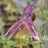 Aquilegia 'Blackberry Ice'