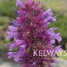 Agastache rugosa 'Liquorice Blue'