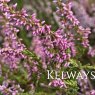 Calluna vulgaris 'Monique'