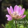 Osteospermum SENORITA DOUBLE LOVELY PINK